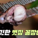 대머리장어 - 4176 | 대머리장어