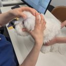 강남동물병원 | 바우라움 강남애견유치원&amp;호텔 메인캠퍼스 후기｜원내 동물병원까지 있는 프리미엄 강아지 유치원