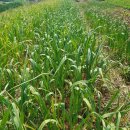 사남매농장 이미지