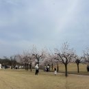 금호강 둔치 축구장 | 대구 벚꽃 근교 드라이브 코스 명소 추천 개화시기 아양교 동촌유원지