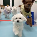 황금역 입구(교통섬) | 수성구애견호텔 황금역 접근성이 중요한 이유