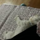 냥냥민박