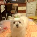몽실이