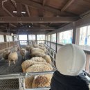 늘솔길근린공원양떼목장 | &lt;늘솔길 양떼목장&gt; 가족나들이 추천 주차꿀팁 - 아기랑 가볼만한곳