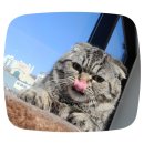 누노헤어