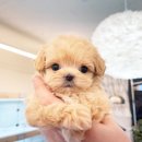 퍼피힐 강아지분양 이미지