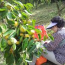 진영농원 이미지