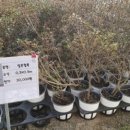 화천시장조합 이미지