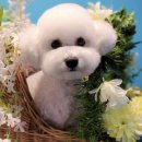 멍블멍블 이미지