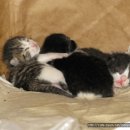 쪽빛나라 이미지