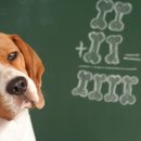 pet for you 이미지