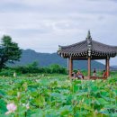 경주 가볼만한곳 첨성대 주변 연꽃 이미지