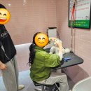버블버블 애견샵 이미지