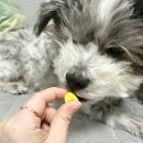풀담 이미지