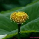 수련