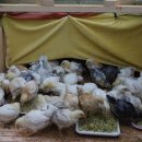 땅골농장 이미지