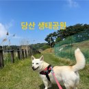 당산2리경로당 | 당산 생태공원] 당산 저수지 생태공원_진도코기랑 산책하기_당산 저수지 주차장_당산 생태공원 주차장...
