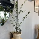 아마레쿠치나 네이버블로그