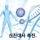 🧄무우의 각부위별 효능​🧄 이미지