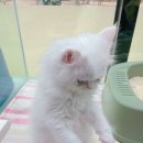 영캣 이미지