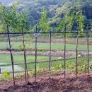 여주-0089 Daum카페