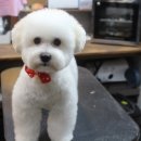 애견깍새 이미지