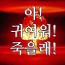 뚱댕 | 반려동물 증명사진 고양이 증명사진 두부네 사진관 증명사진 후기༘♡