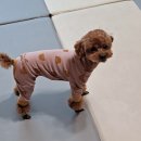 스타일좋개 이미지