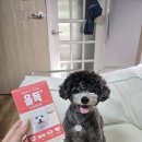 제이씨트레이딩 | 반려견 건강 관리를 위한 올독 강아지 종합영양제 솔직 후기! (피부, 면역력 케어)