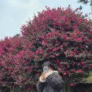 삼달리-6 | 🌺제주 삼달리 꽃밭에서 2월 방문 후기｜동백꽃 명소 신상 오픈, 성산 데이트 코스 추천