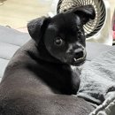 베베드시앙 이미지