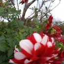 카페 다알리아 이미지