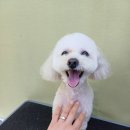 수 애견미용 이미지