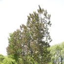 서울 한강 고덕천~강동대교~선동체육공원~미사대교~미사뚝방꽃길~덕풍천~당정섬~산곡천~팔당대교 종주 이미지