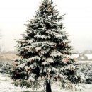 크리스마스 트리 이미지