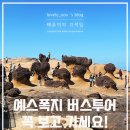 대만 예스폭지 버스투어 리얼 후기 여행 전 꼭 보세요!