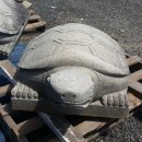 돌거북 이미지