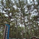 몽산포자동차야영장 | 태안 국립공원 몽산포 야영장 이용후기