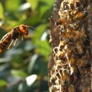 장수말벌과 꿀벌과의 처절한 싸움 !!!﻿ 이미지