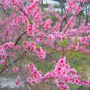 복사꽃 필 무렵이면 찾아가는 곳 - 외나무 다리 이미지