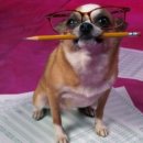 행복한강아지 이미지