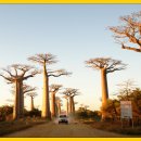 바오밥나무 이미지