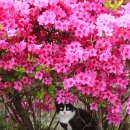 꽃냥이 이미지
