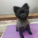 포비 펫 살롱 이미지