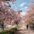 한가로이 경주 | 경주 선덕여왕길 겹벚꽃 지금 가면 좋은 숨은 명소 숲머리길