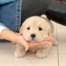 광주강아지분양 고양이분양 미유펫 본점 이미지