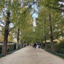 황금개구리 | 🍁 담양 메타세콰이어길 단풍길 후기｜가을 드라이브 &amp; 산책 정보