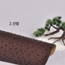 쇼미더원단