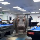 하마당구장 이미지