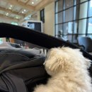 수원-0079 | [미국이민준비] 강아지와 함께 미국 이민 준비 총정리 | 서류 체크리스트 | Delta 항공 펫시트 신청...